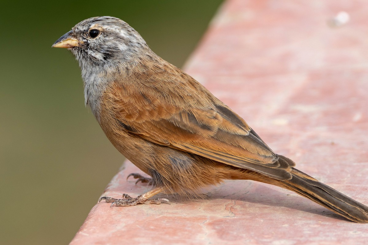 House Bunting - ML515455531