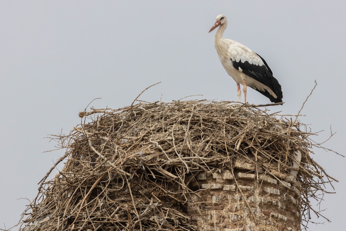 White Stork - ML515455541