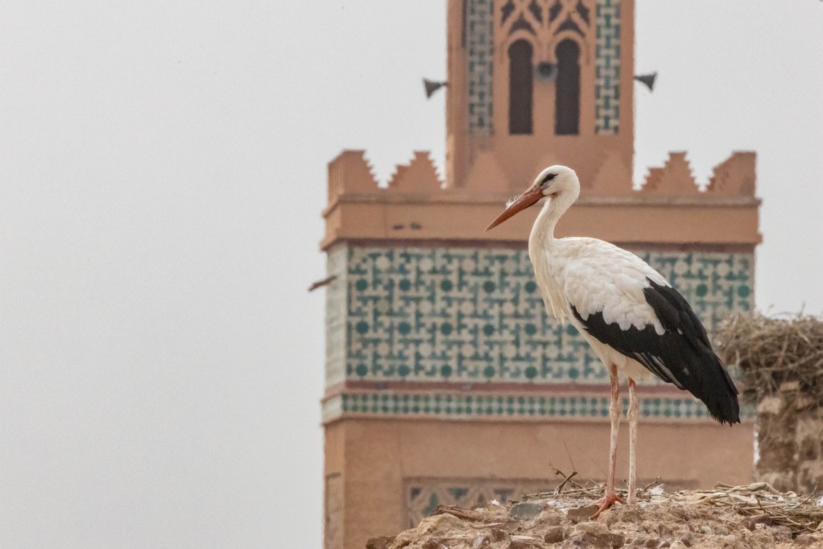 White Stork - ML515455551