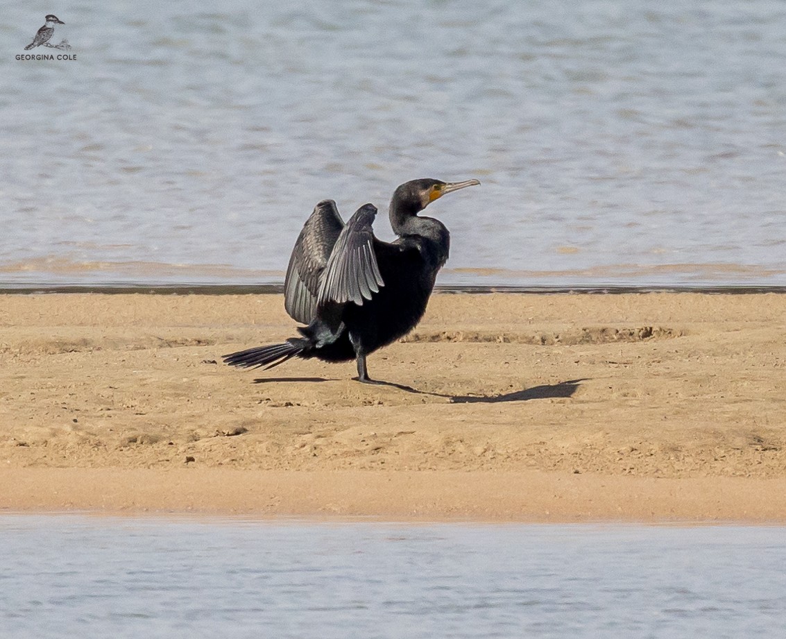 Cormorán Grande - ML515456861