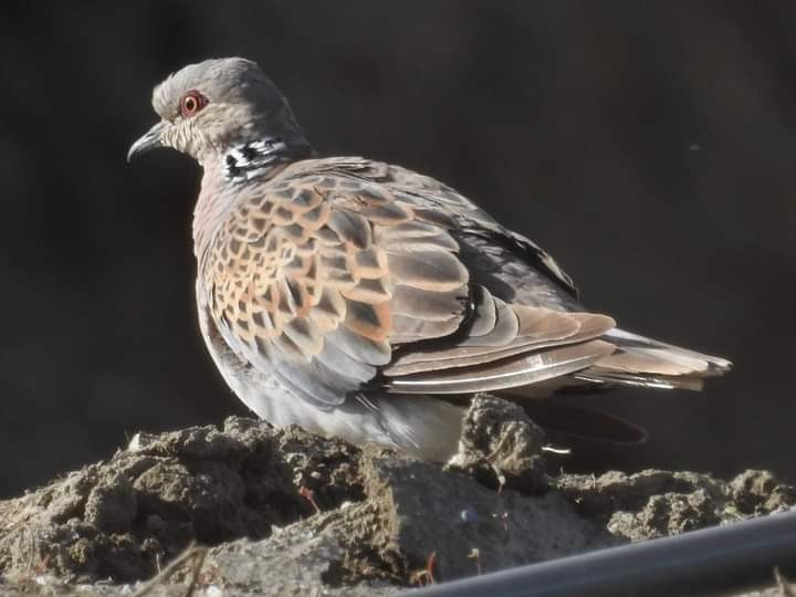 European Turtle-Dove - ML515457221
