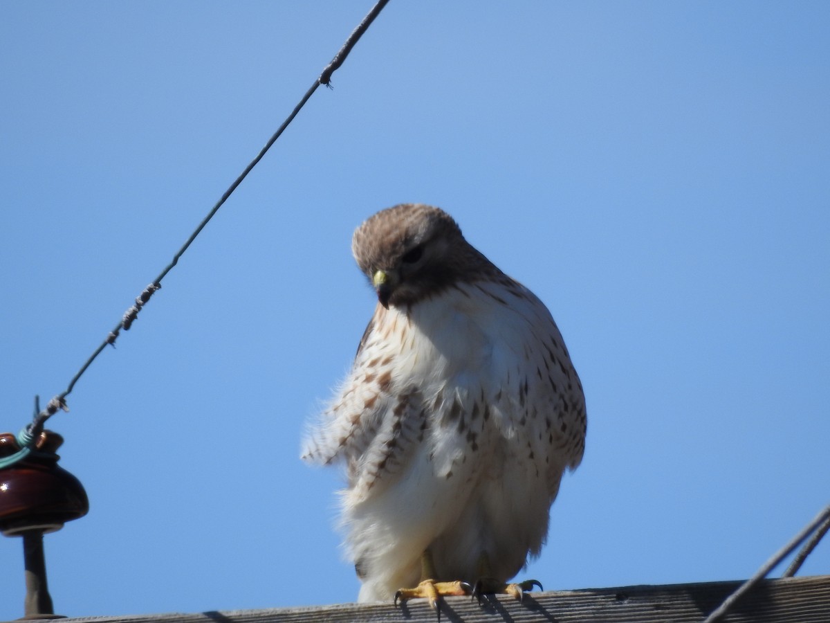 Red-tailed Hawk - ML51545751
