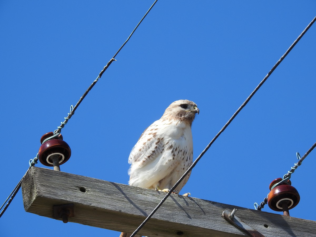 Red-tailed Hawk - ML51545771