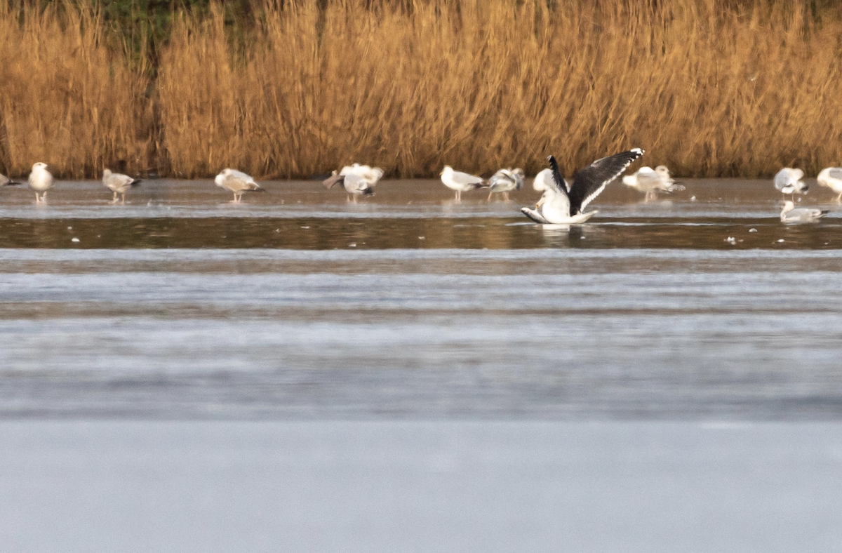 Great Black-backed Gull - ML515460271