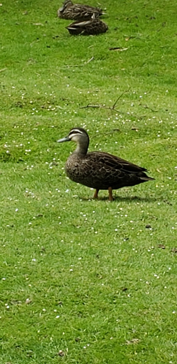 Pacific Black Duck - ML515460661