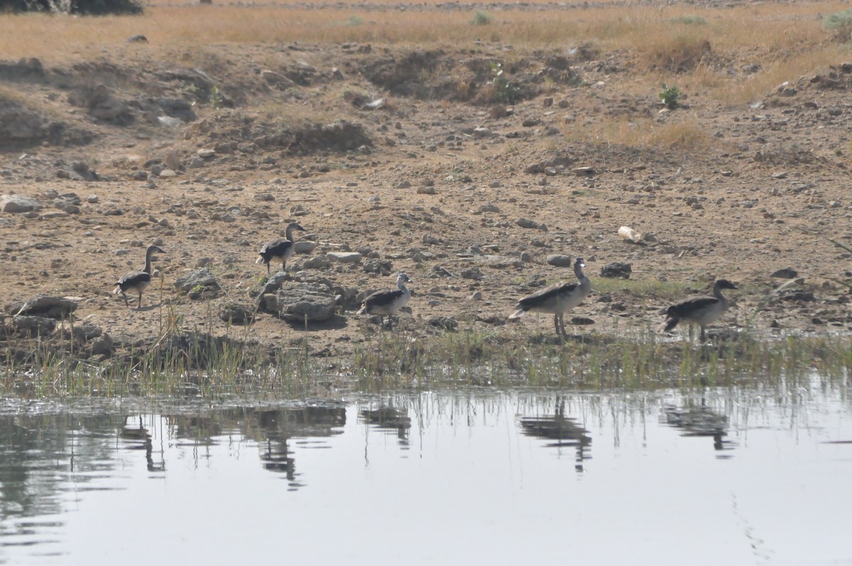 Canard à bosse - ML515461411