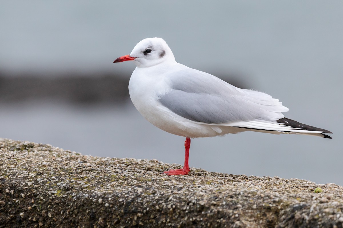 Black-headed Gull - ML515461881