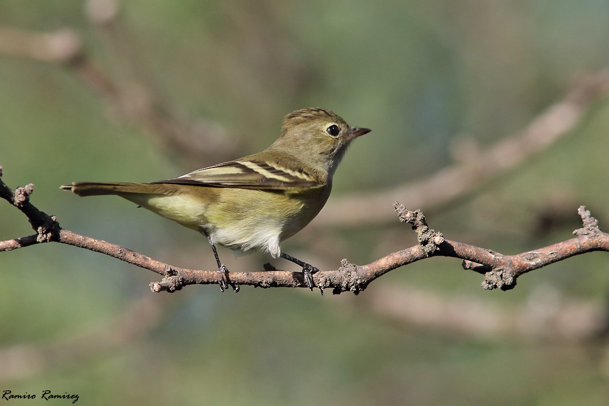 White-crested Elaenia - ML515465881