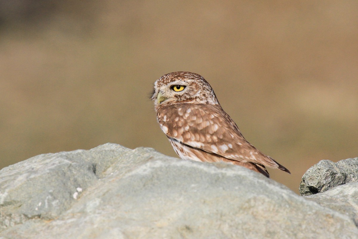 Little Owl - Tommy Pedersen