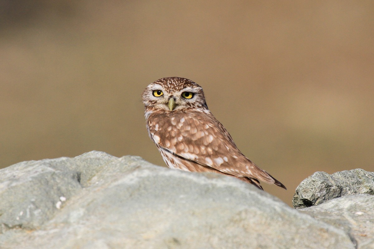 Little Owl - Tommy Pedersen