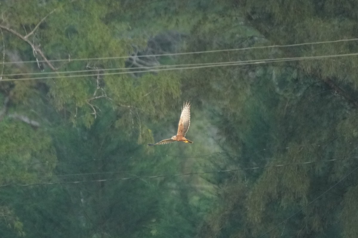 Pied Harrier - ML515467791