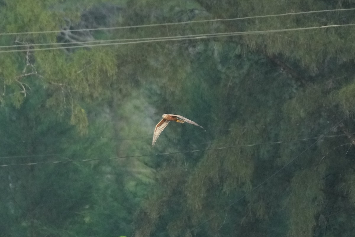 Pied Harrier - Jabili - Tribesmen.in