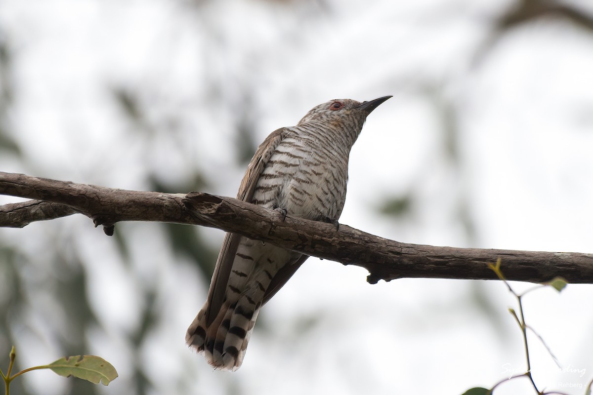 Little Bronze-Cuckoo - Chris Rehberg  | Sydney Birding
