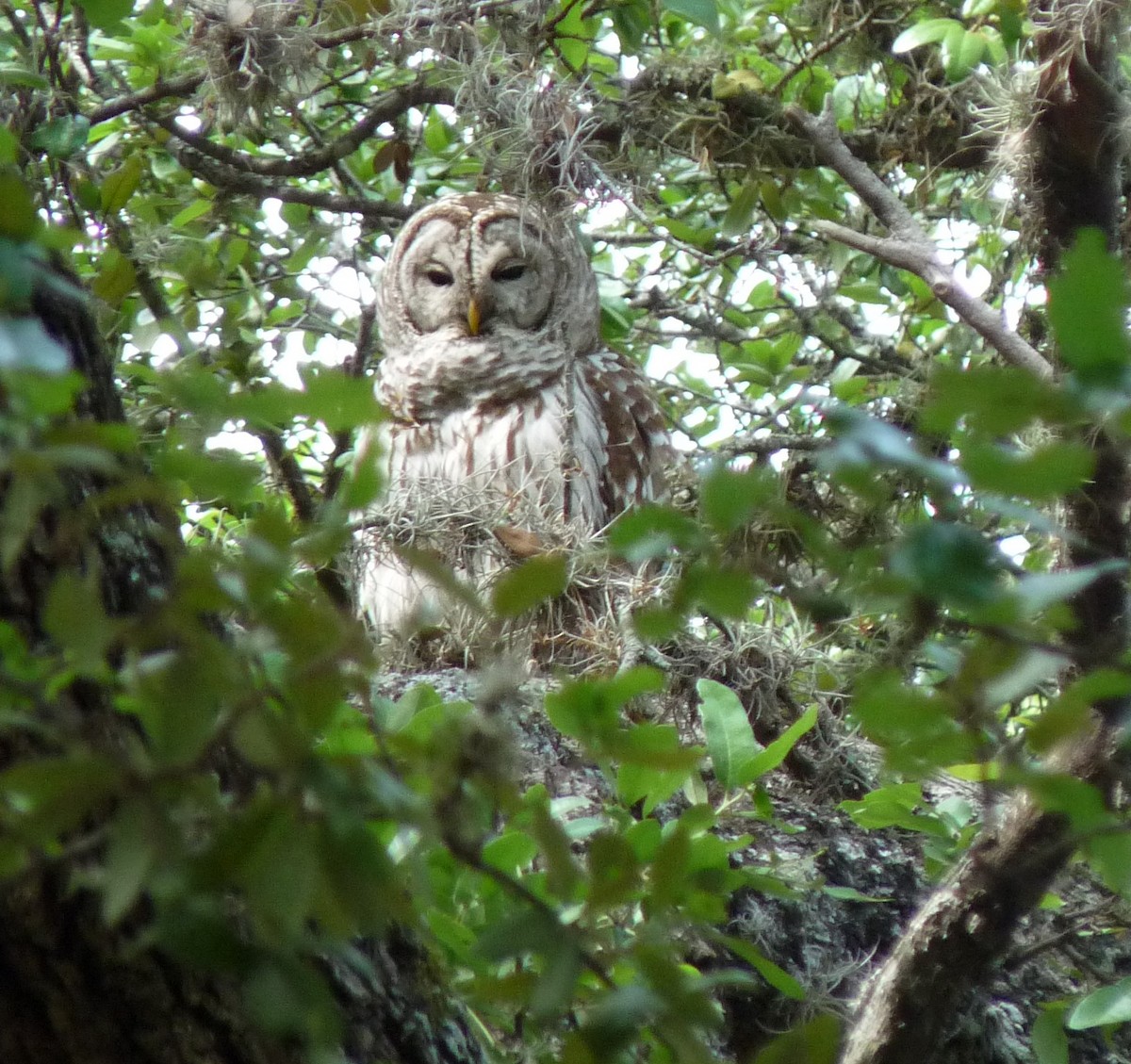 Barred Owl - ML515470201