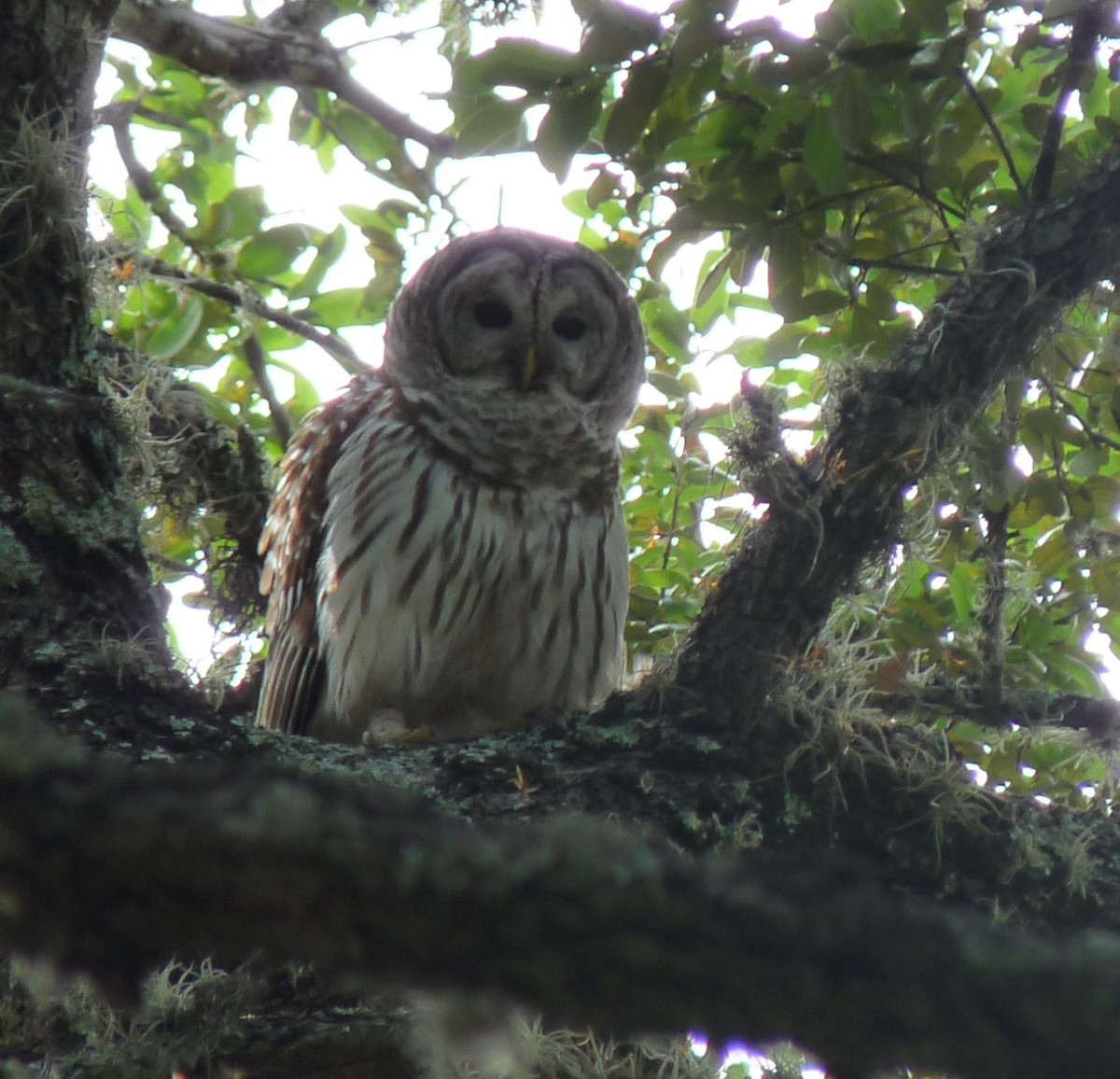 Barred Owl - ML515470211