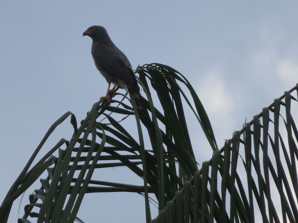 Roadside Hawk - ML515470571