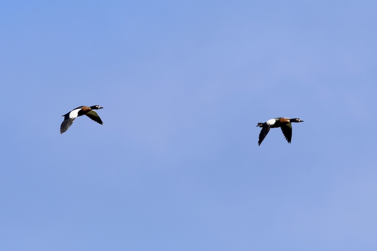 Australian Shelduck - ML515471061