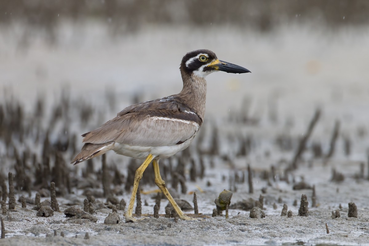 Beach Thick-knee - Martin Potter