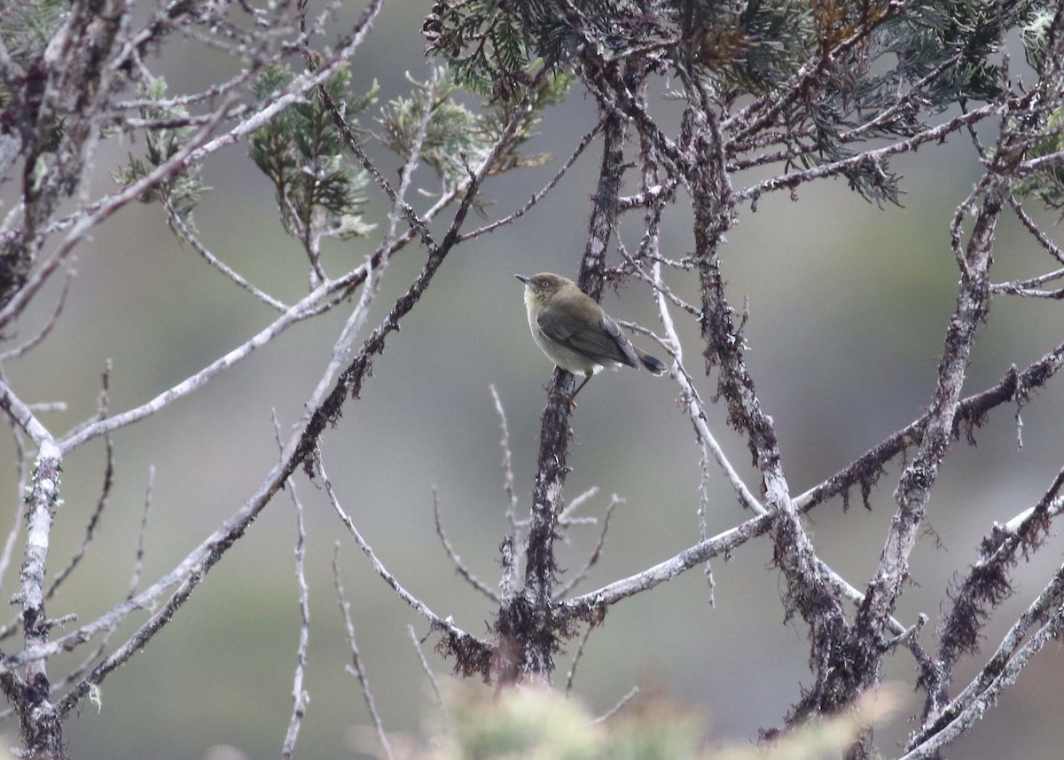 Papuan Thornbill - ML515472941