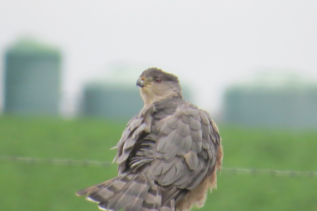 Cooper's Hawk - ML515473011