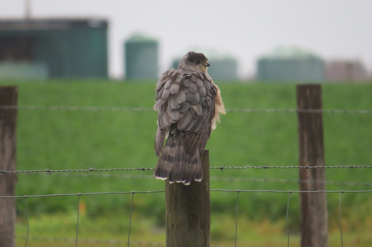 Cooper's Hawk - ML515473031