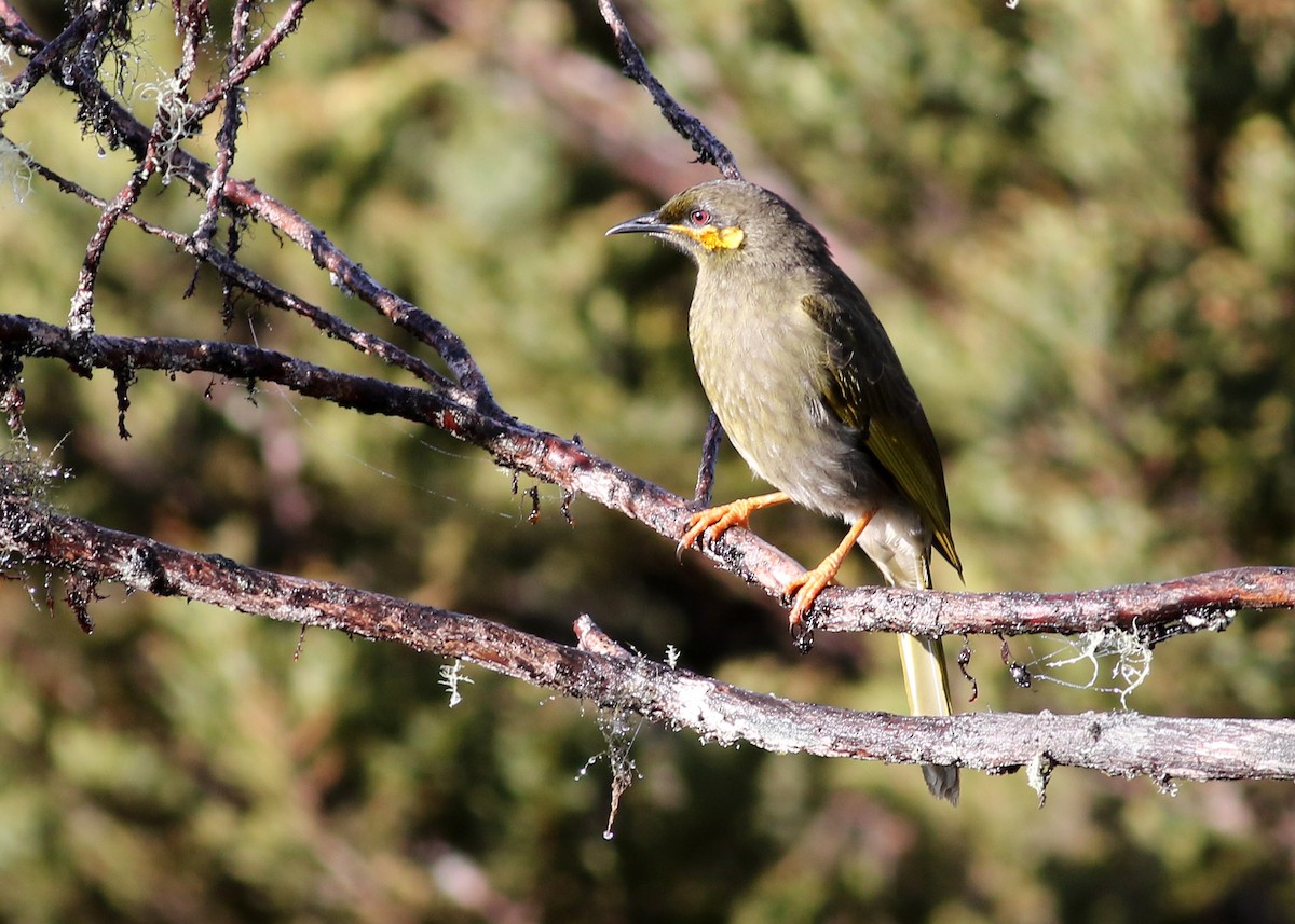 Orange-cheeked Honeyeater - Brendan Ryan