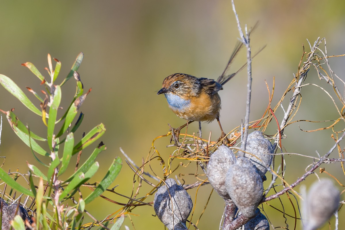 Southern Emuwren - David Southall