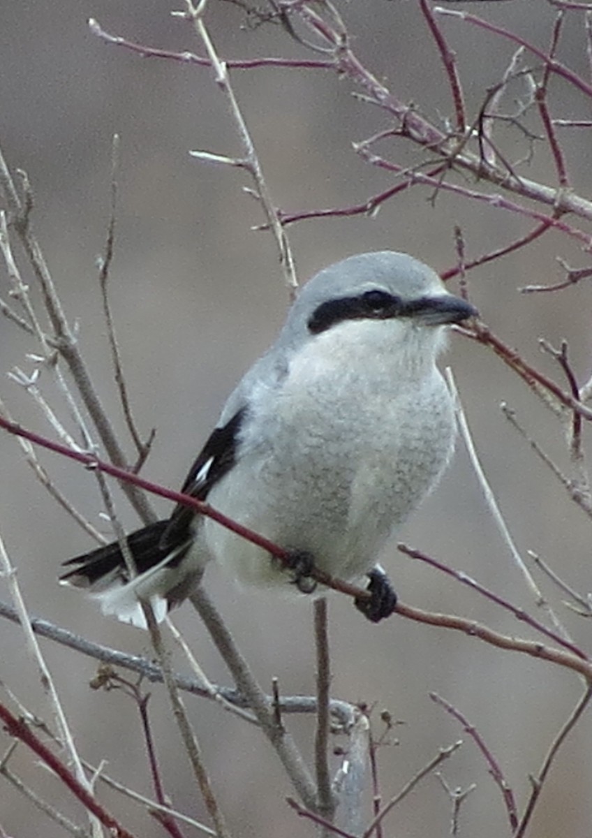 Northern Shrike - ML51547561