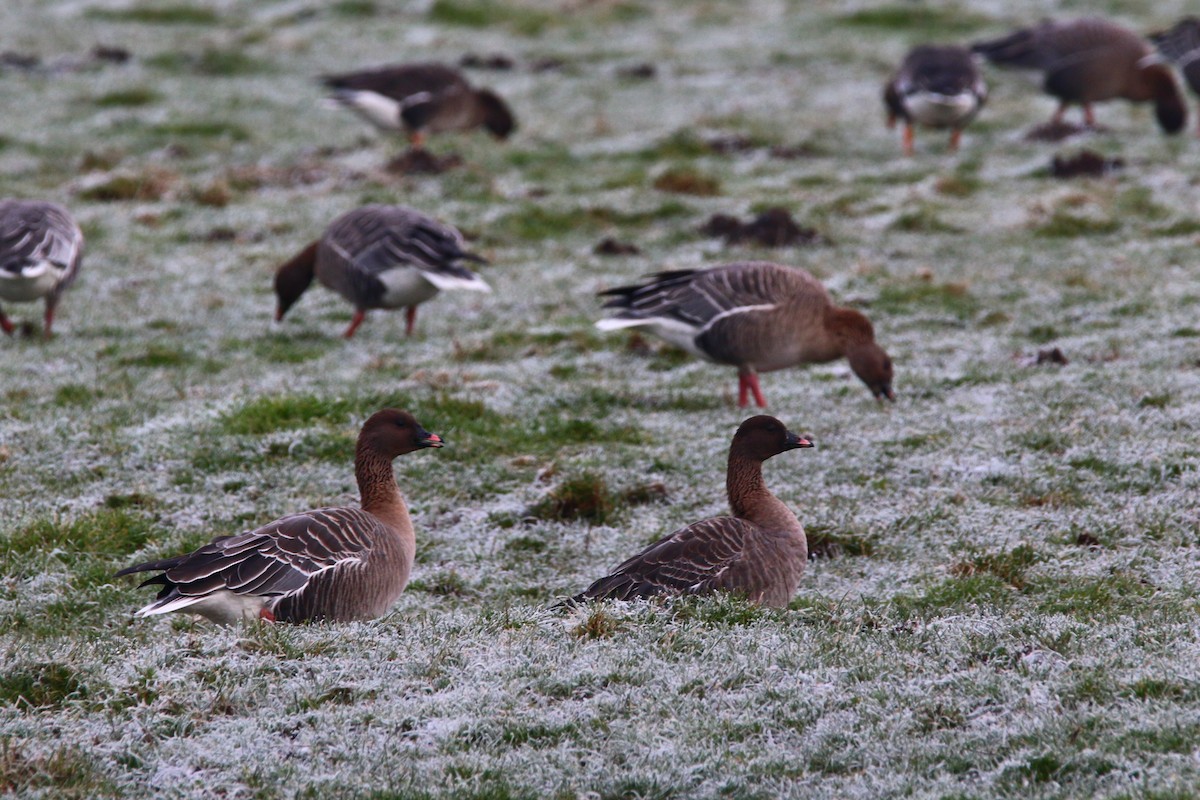 Pink-footed Goose - Bastiaan Notebaert