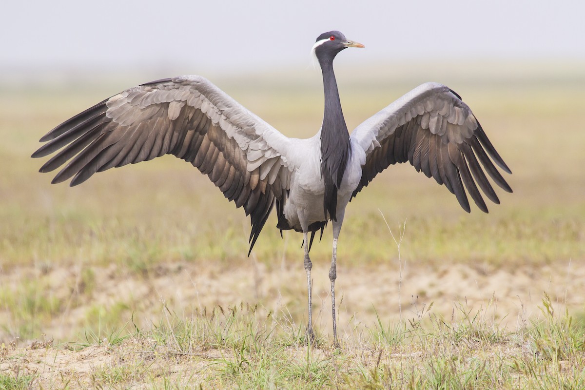 Grulla Damisela - ML515477511