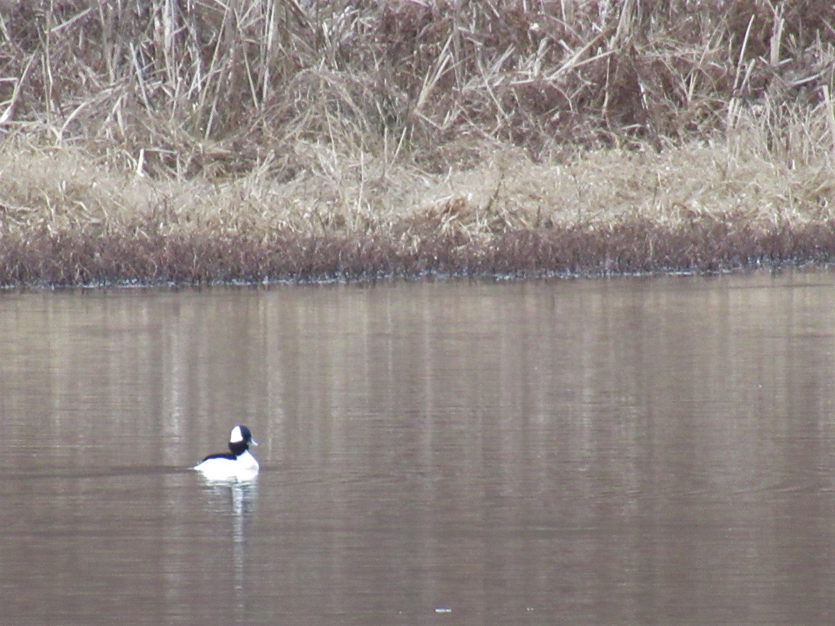 Bufflehead - ML515478481