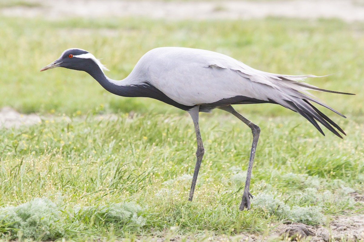 Grulla Damisela - ML515479031