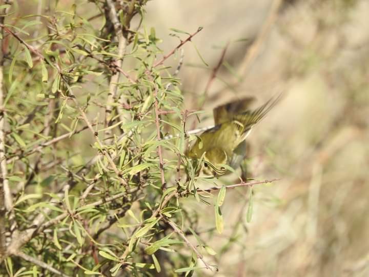Yellow-browed Warbler - ML515480681