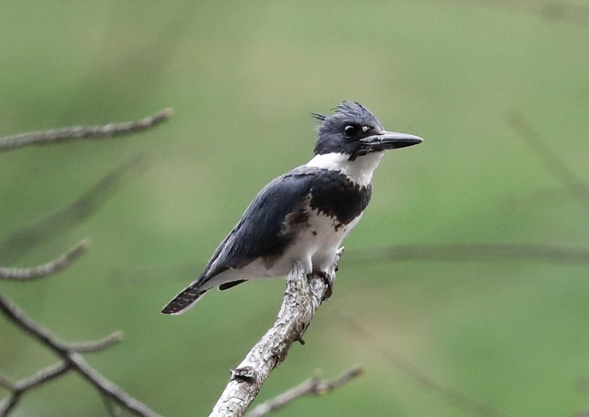 Belted Kingfisher - ML515480691