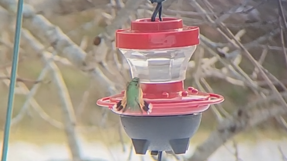 Broad-tailed Hummingbird - ML515480991