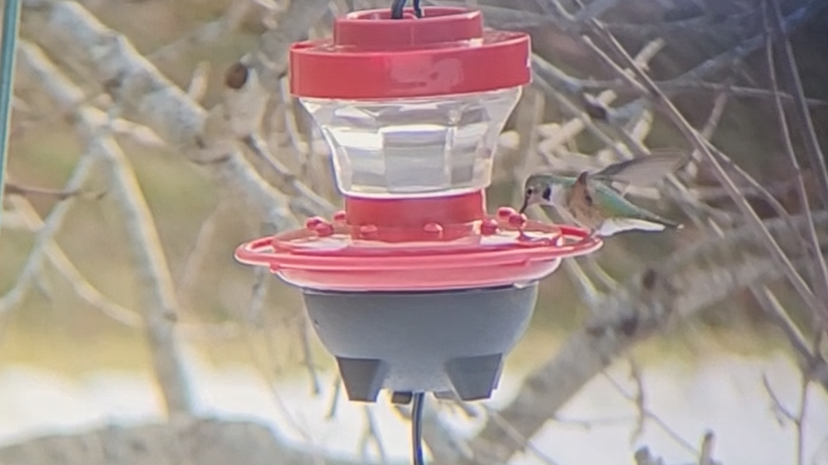 Broad-tailed Hummingbird - ML515481011