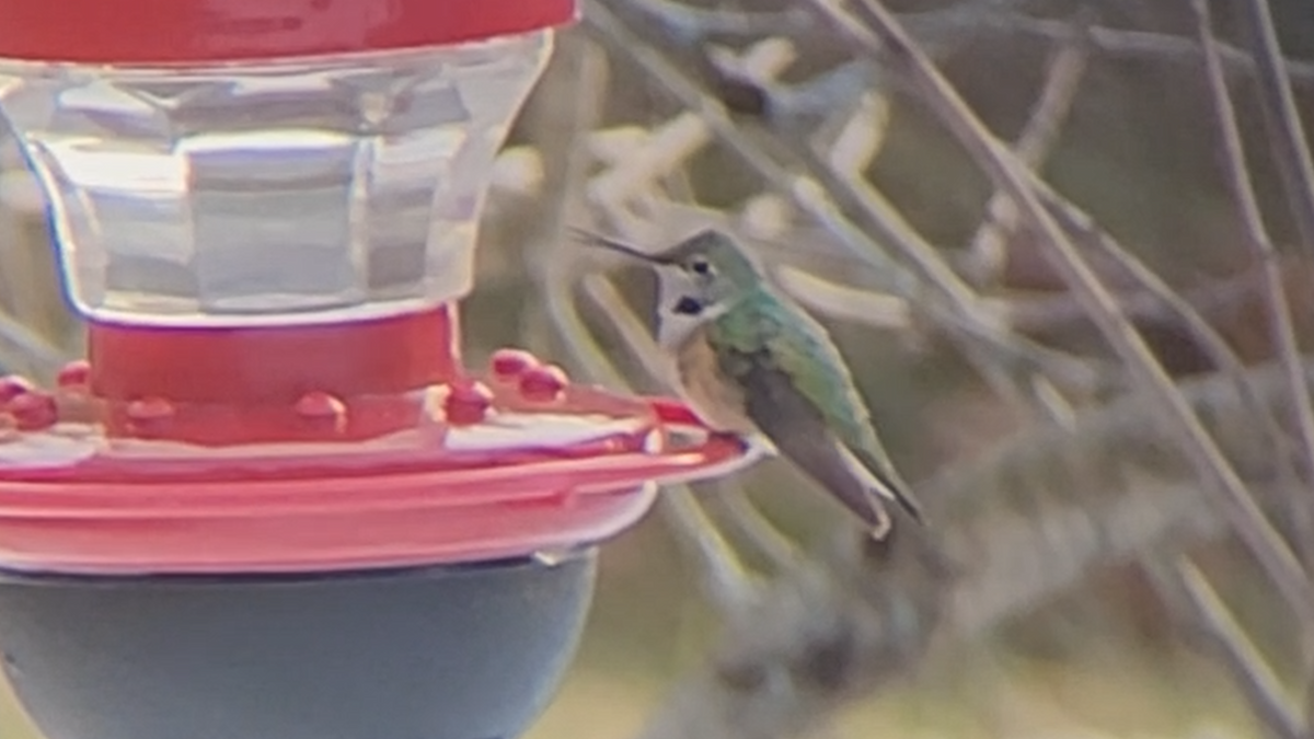 Broad-tailed Hummingbird - ML515481021