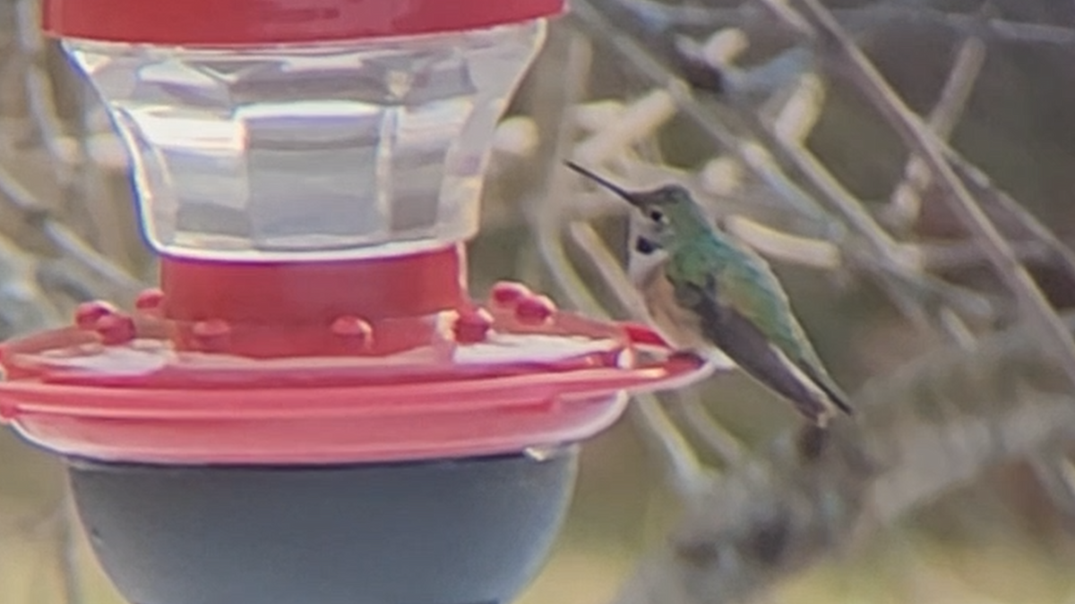 Broad-tailed Hummingbird - ML515481041