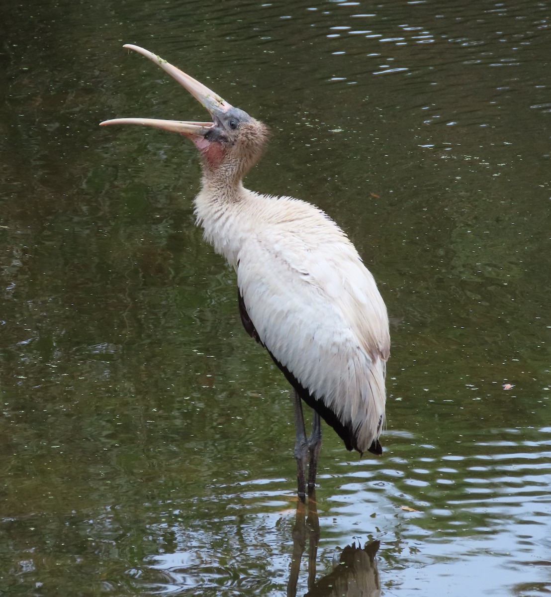 Wood Stork - ML515481251