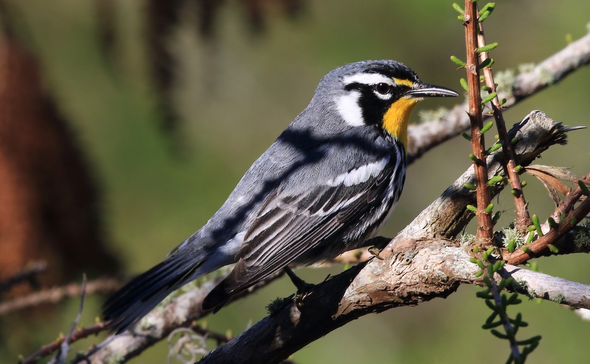 Yellow-throated Warbler - Robert Sattelmeyer