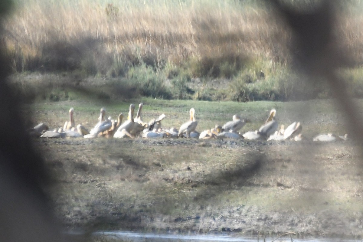 Great White Pelican - ML515482381