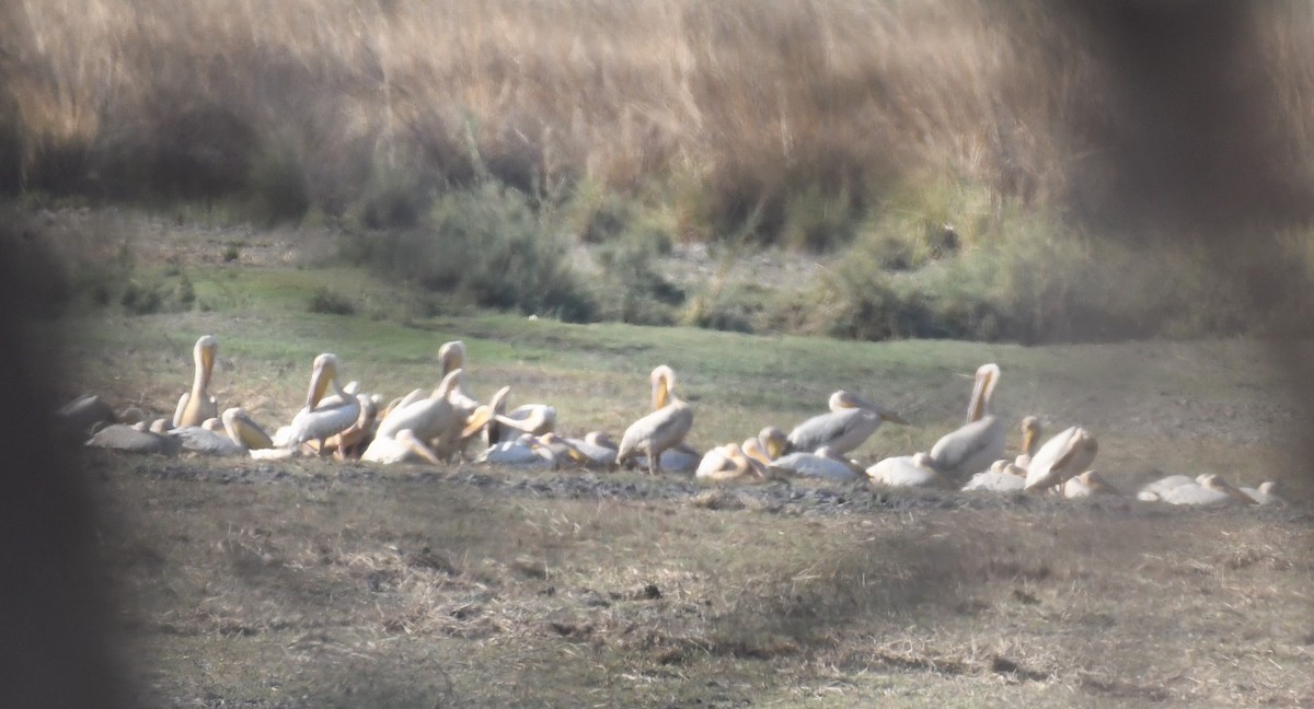 Great White Pelican - ML515482391