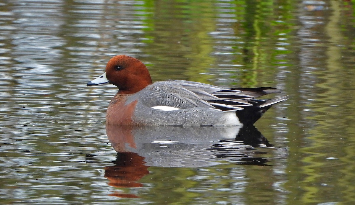 Eurasian Wigeon - Paul Lewis