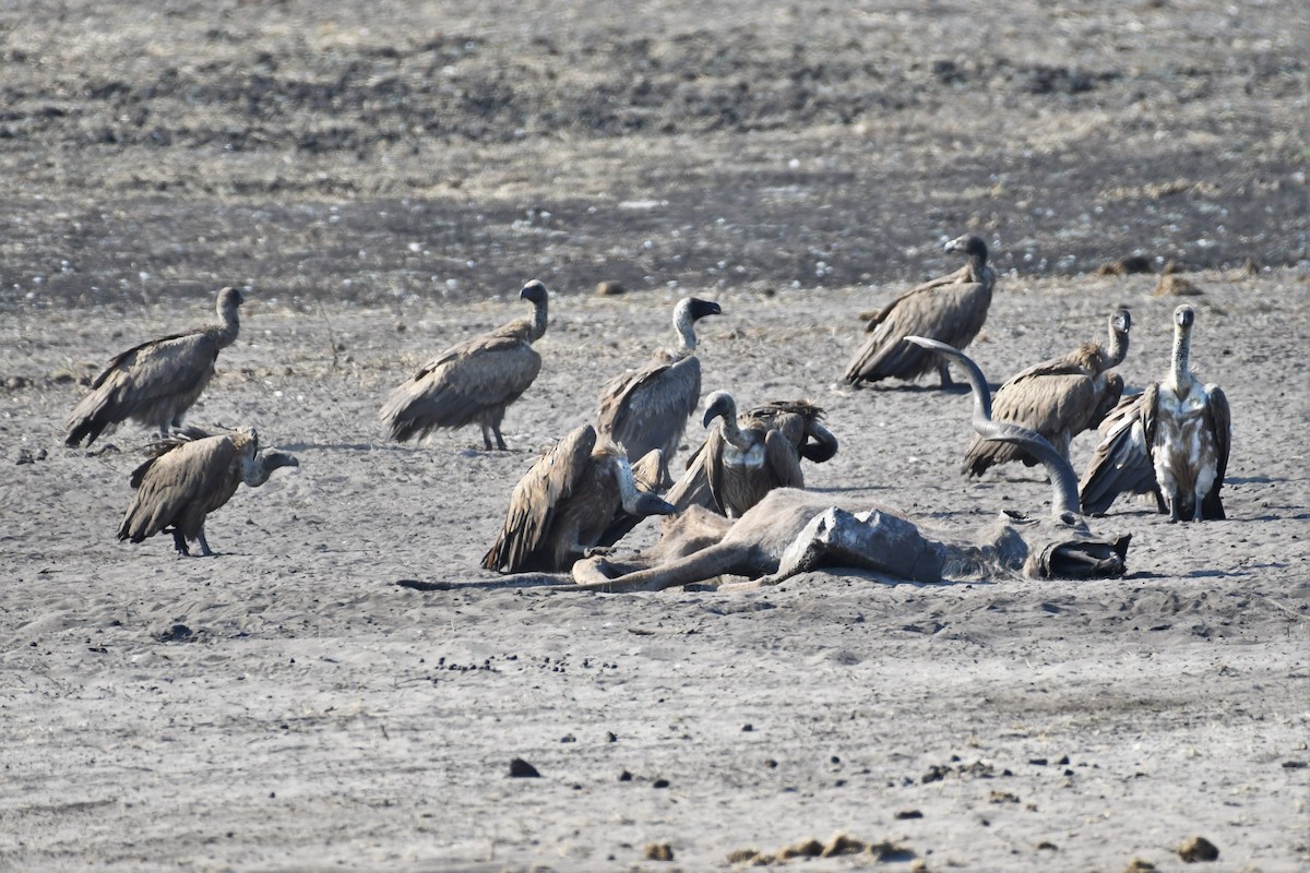 White-backed Vulture - ML515482671