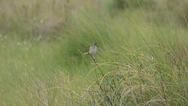 Lesser Grass-Finch - ML515482771