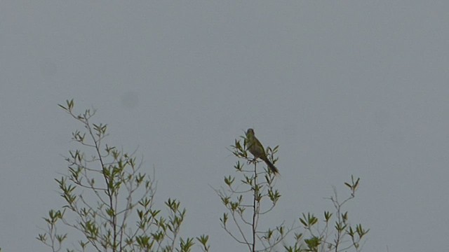 Lesser Grass-Finch - ML515482781