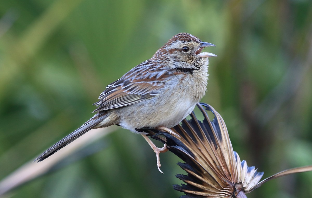 Bachman's Sparrow - Robert Sattelmeyer