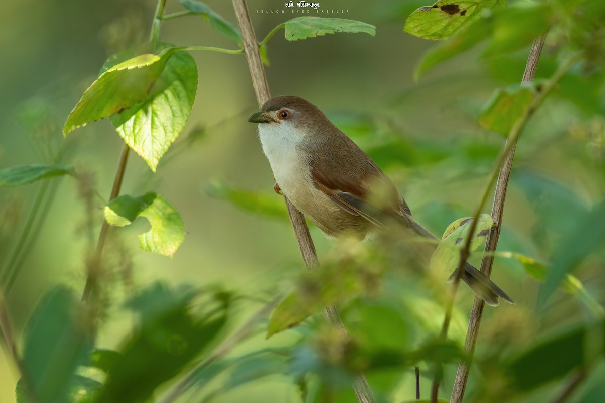 Yellow-eyed Babbler - ML515483411