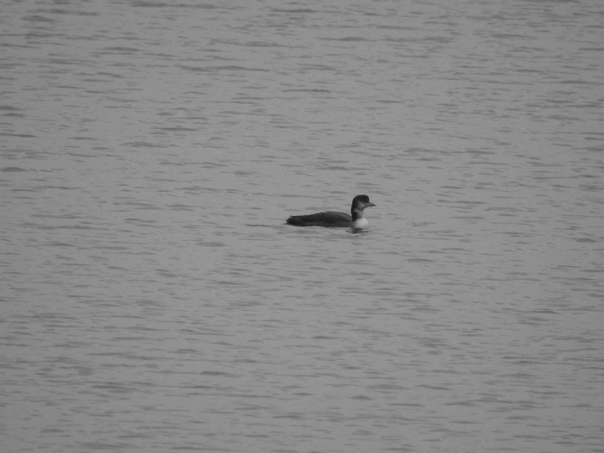 Strolaga maggiore - ML515484261