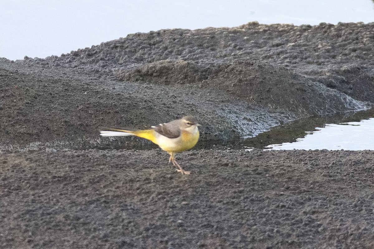 Gray Wagtail - ML515484351